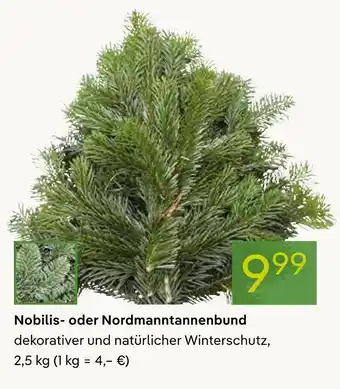 Pflanzen Kölle Nobilis- oder nordmanntannenbund Angebot