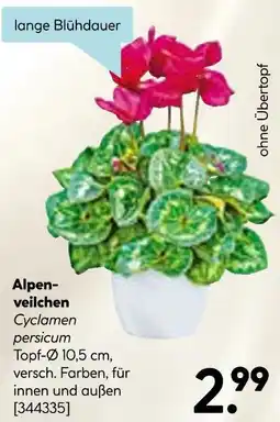 Hellweg Alpenveilchen Angebot