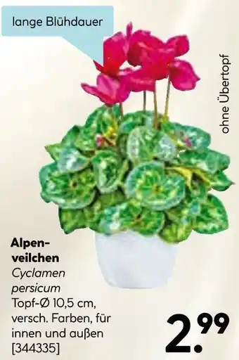 Hellweg Alpenveilchen Angebot