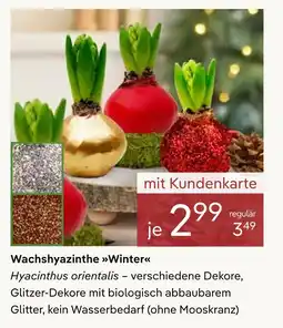 Pflanzen Kölle Wachshyazinthe winter Angebot