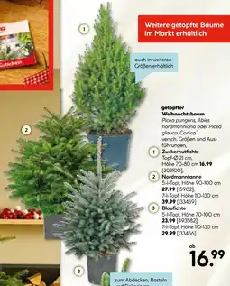 Hellweg Zuckerhutfichte Angebot