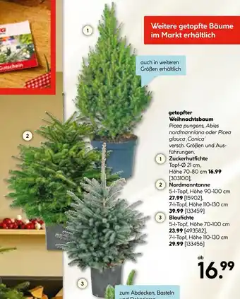 Hellweg Zuckerhutfichte Angebot