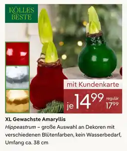 Pflanzen Kölle Kölles beste xl gewachste amaryllis Angebot