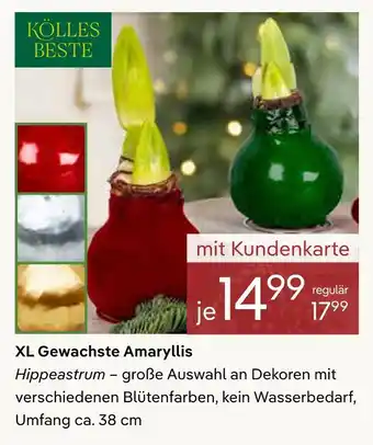 Pflanzen Kölle Kölles beste xl gewachste amaryllis Angebot