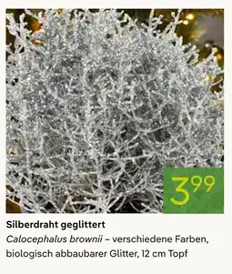 Pflanzen Kölle Silberdraht geglittert Angebot