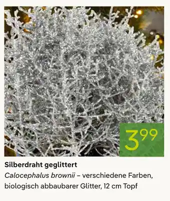 Pflanzen Kölle Silberdraht geglittert Angebot