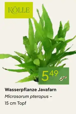 Pflanzen Kölle Kölle wasserpflanze javafarn Angebot