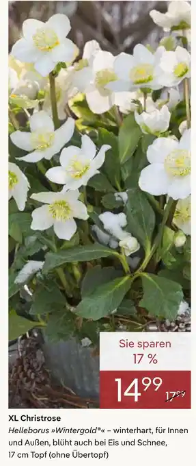 Pflanzen Kölle Xl christrose Angebot
