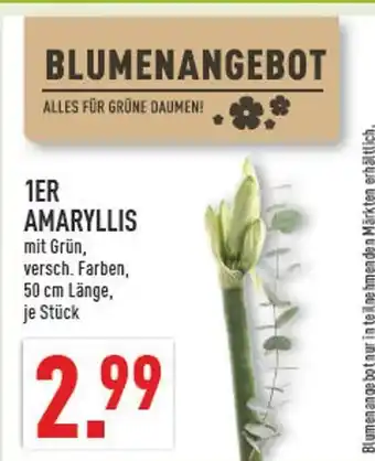 Marktkauf Amaryllis Angebot
