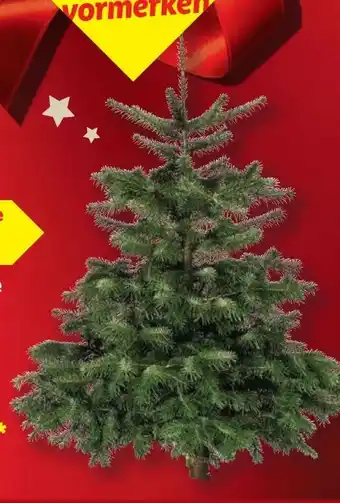 Lidl Bio-Nordmanntanne Angebot