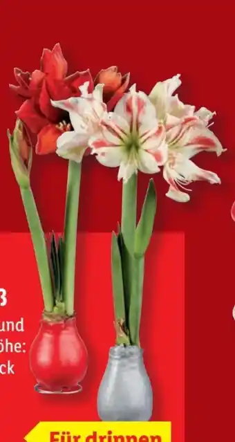 Lidl Amaryllis Wachs Angebot