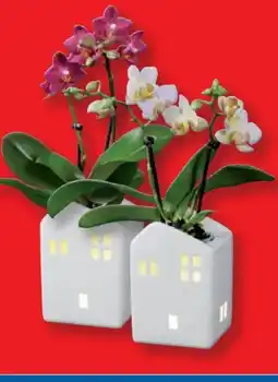 Lidl Mini-Phalaenopsis Angebot