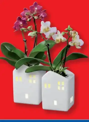 Lidl Mini-Phalaenopsis Angebot