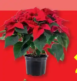 Lidl Weihnachtssternbusch Angebot