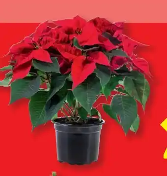 Lidl Weihnachtssternbusch Angebot