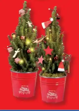 Lidl Picea-Bäumchen Angebot