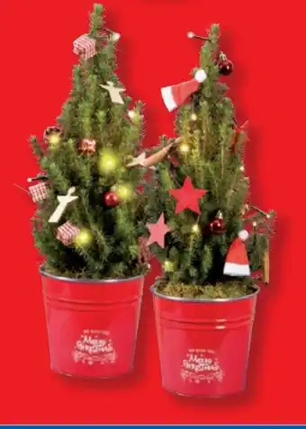 Lidl Picea-Bäumchen Angebot