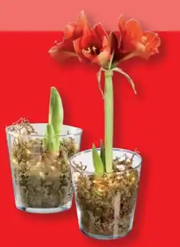Lidl Amaryllis im Glas Angebot