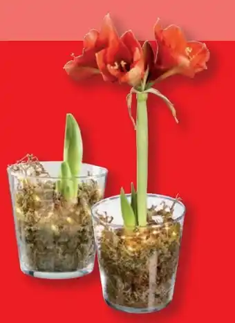 Lidl Amaryllis im Glas Angebot