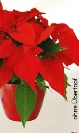 Hellweg Weihnachtssterne Angebot