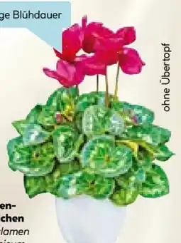 Hellweg Alpenveilchen Cyclamen Angebot