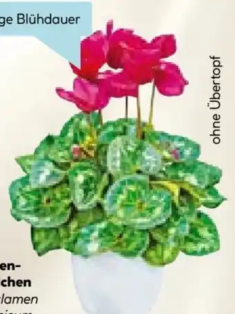 Hellweg Alpenveilchen Cyclamen Angebot