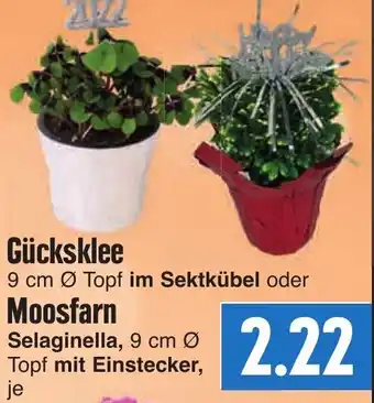 EDEKA Hahner Gücksklee oder Moosfarn Angebot