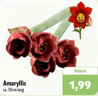Aktiv Irma Amaryllis Angebot