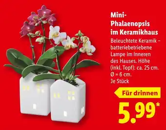 Lidl Mini-phalaenopsis im keramikhaus Angebot