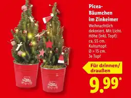 Lidl Picea-bäumchen im zinkeimer Angebot