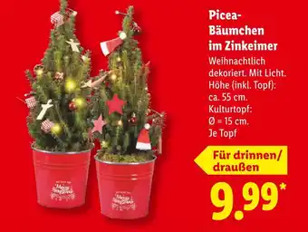 Lidl Picea-bäumchen im zinkeimer Angebot