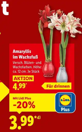 Lidl Amaryllis im wachsfuß Angebot