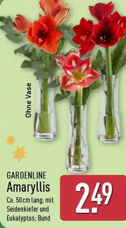 Aldi Nord GARDENLINE Amaryllis Angebot