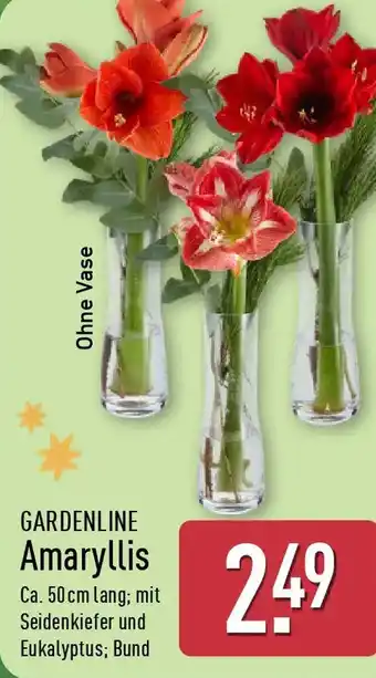 Aldi Nord GARDENLINE Amaryllis Angebot