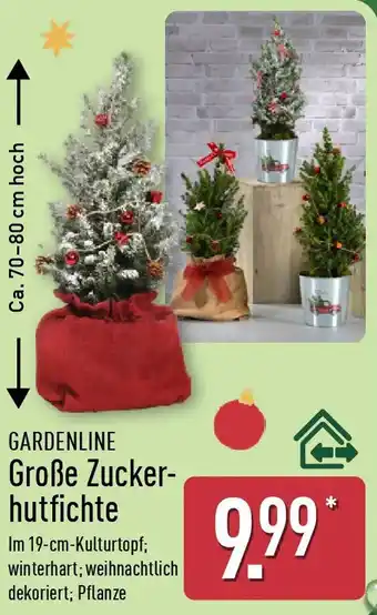 Aldi Nord GARDENLINE Große Zuckerhutfichte Angebot