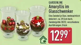 Aldi Nord GARDENLINE Amaryllis im Glasschwenker Angebot