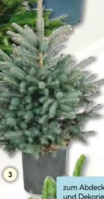 Hellweg Weihnachts Blaufichte Angebot