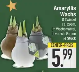 E-Center Amaryllis Wachs Angebot