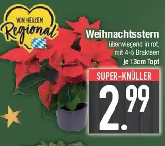 E-Center Weihnachtsstern Angebot