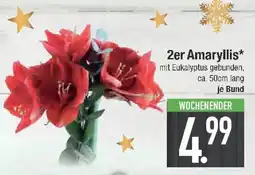 E-Center 2er Amaryllis Angebot