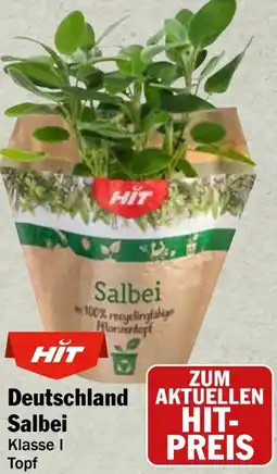 HIT Deutschland Salbei Angebot