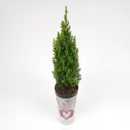 toom Baumarkt toom Mini-Weihnachtsbaum inkl. Motiv-Übertopf Angebot