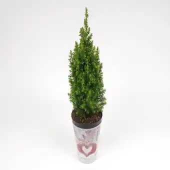 toom Baumarkt toom Mini-Weihnachtsbaum inkl. Motiv-Übertopf Angebot