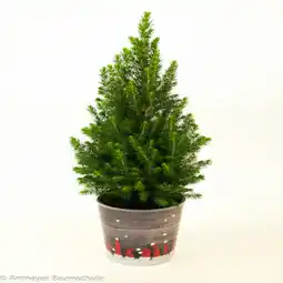 toom Baumarkt Konifere grün mit Übertopf Angebot