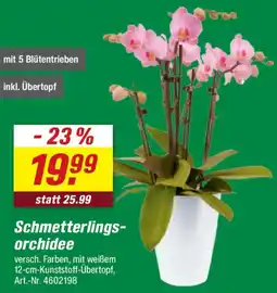 toom Baumarkt Schmetterlingsorchidee Angebot