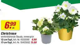 toom Baumarkt Christrose Angebot
