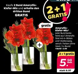 NETTO Amaryllis-kiefer-mix Angebot