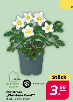NETTO Christrose 'christmas carol' Angebot