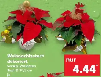 Kaufland Weihnachtsstern dekoriert Angebot