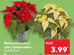 Kaufland Weihnachtsstern oder Zauberstern Angebot
